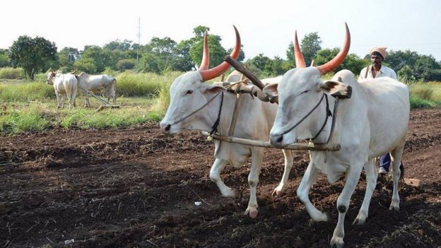farmer ploughing field