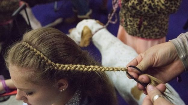 A handler gets her hair done before the start of the dog competition on the second day of the 140th annual Westminster Kennel Club Dog Show on 16 February 2016 in New York City.
