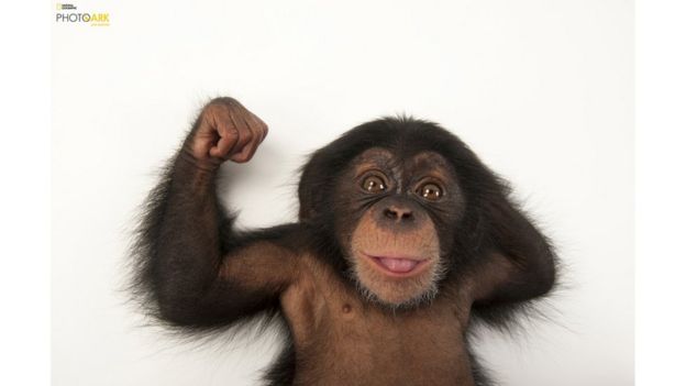 Bebé chimpancé de tres meses