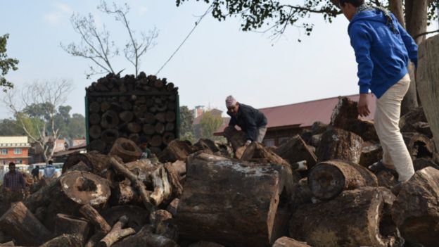 Logs to be sold by the government as firewood
