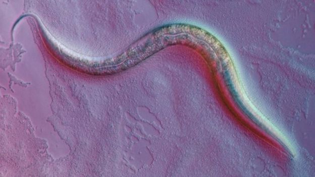 C. elegans worm