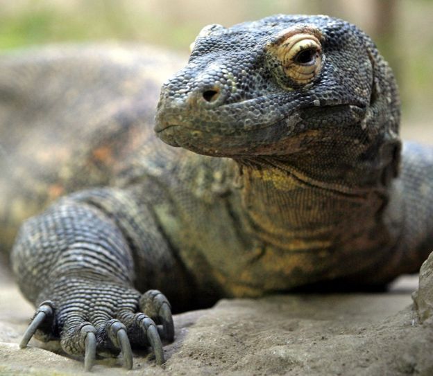 Dragão de Komodo