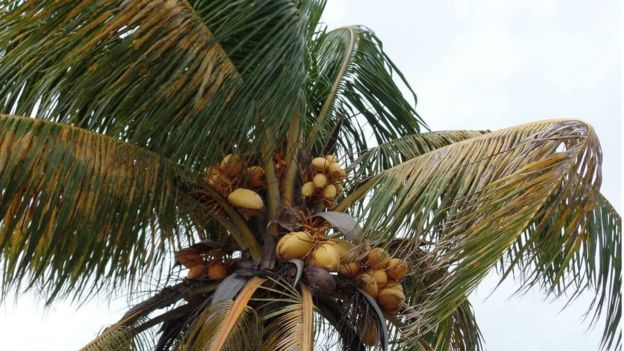 A palm tree affected by lethal yellowing