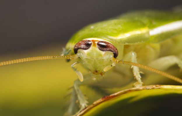 Green banana cockroach