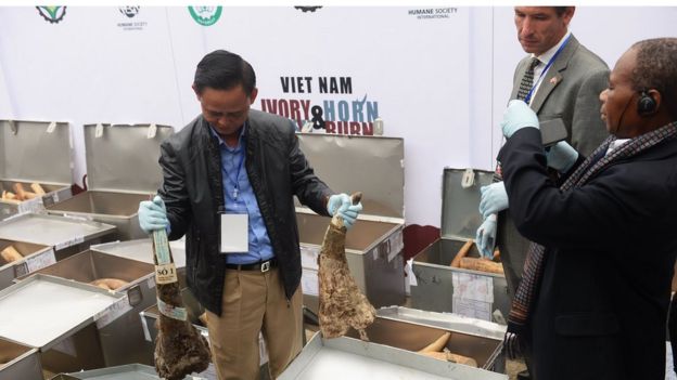 Việt Nam tiêu hủy ngà voi và sừng tê, 11/2016