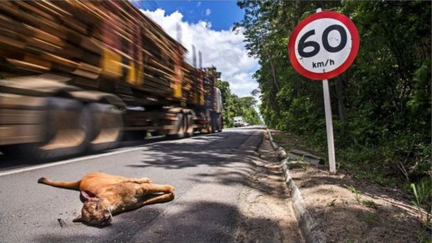 Onça-parda morte em beira de estrada