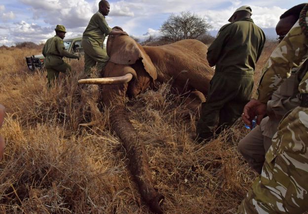 Veterinarians and park rangers attend to a sedated elephant outside Amboseli National Park on November 2, 2016.