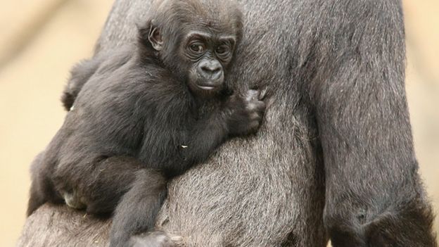 Baby Gorilla clinging on to it's mum.