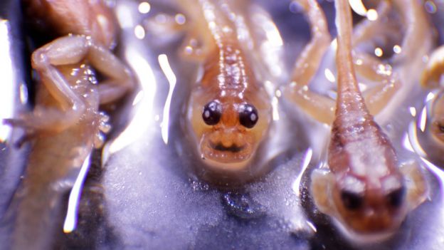 Preserved tadpoles of the frog