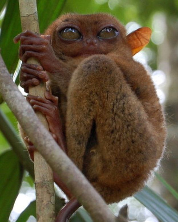 The Philippine tarsier primate.