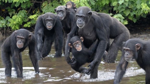 Chimpancés en Liberia