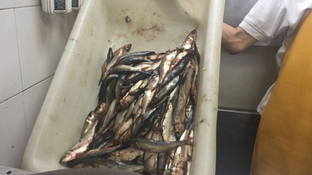 Sardinas