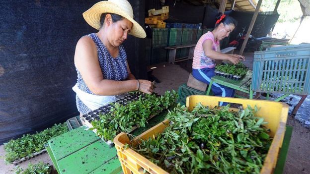 Stevia
