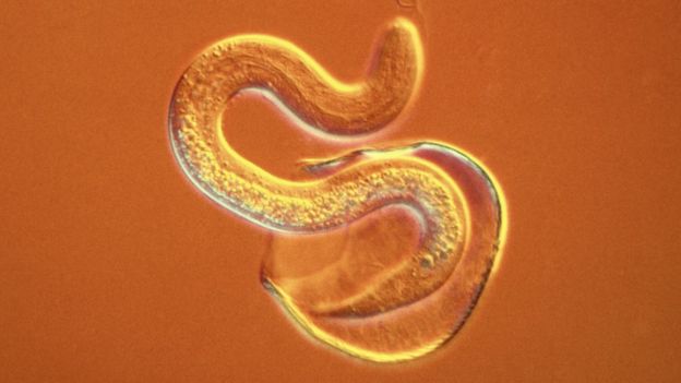 roundworm