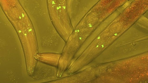 C. elegans worms