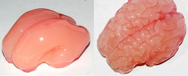 gel brain, smooth and folded