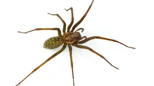 Aranha-teia-de-funil