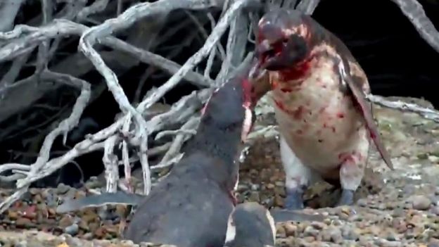 Pinguino ensangrentado