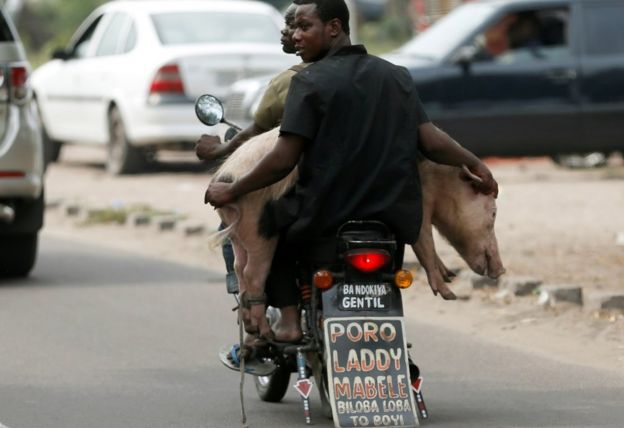 Men transport a pig with a motorbike in Kinshasa, Democratic Republic of Congo - Wednesday 28 September 2016
