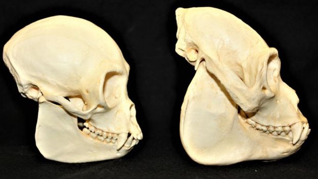 இரண்டு விதமான குரங்குகளின் மண்டை ஓடுகள்