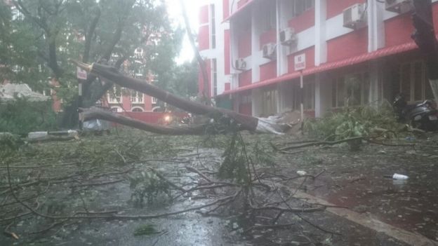 வர்தா புயலின் சீற்றத்தால் வேரோடு விழுந்த மரம்