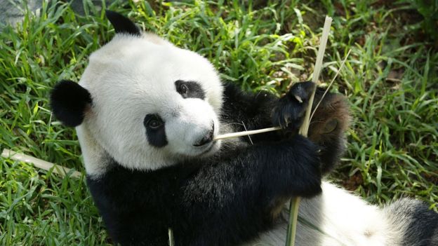 Wildlife Reserves Singapore's giant male panda Kai Kai
