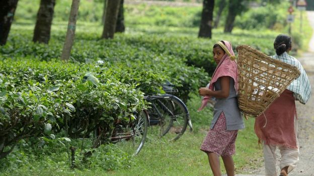 Women tea workers in India