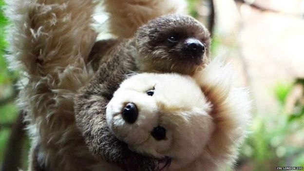 Sloth with soft toy