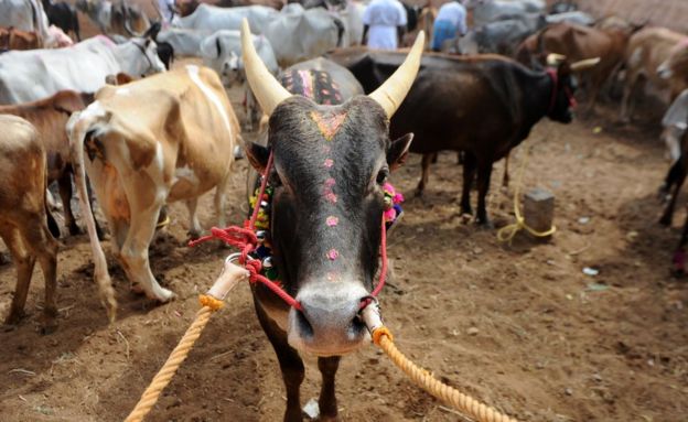 An Indian bull stands in an enclosure ahead of the start of Jallikattu, an annual bull fighting ritual, on the outskirts of Madurai on 15 January 2017.