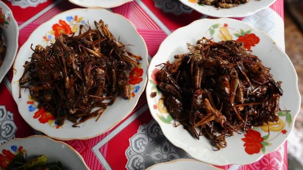 Insects on a plate