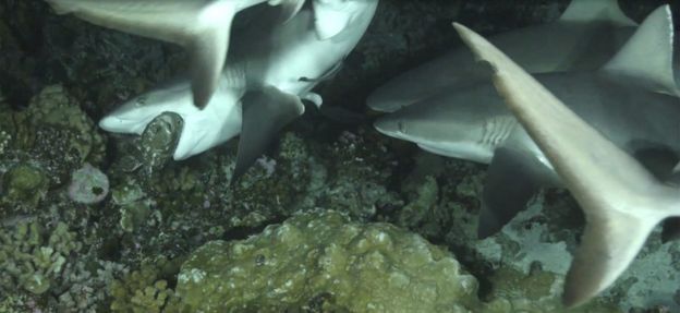 shark eating a grouper