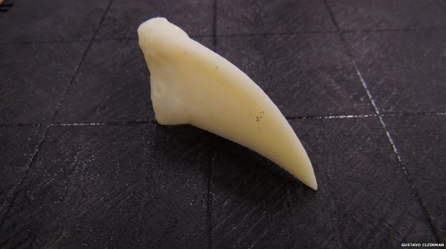 Picture of the beak