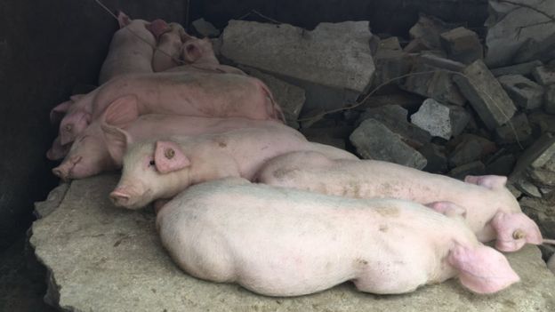 Some of the piglets that survived