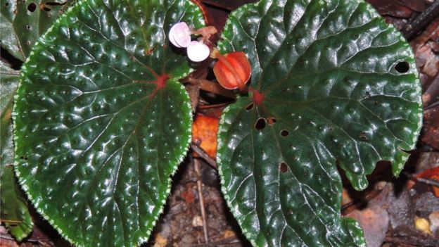 Begonia ruthiae (Sabah)