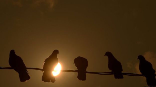 Palomas