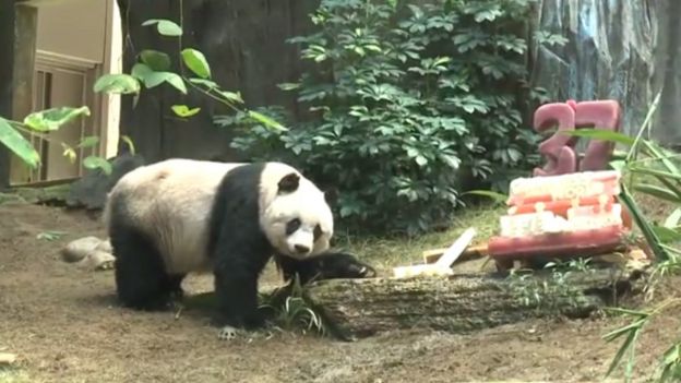 ஜியா ஜியா பாண்டா