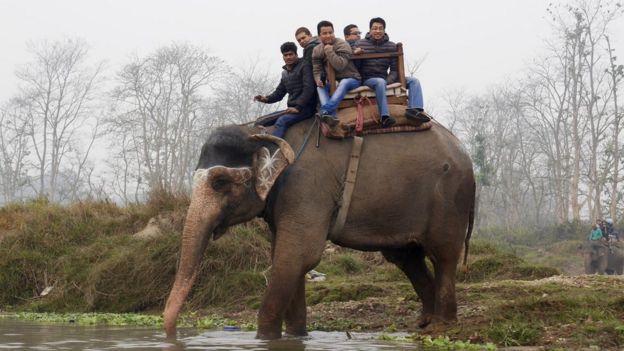 Tourists on elephant