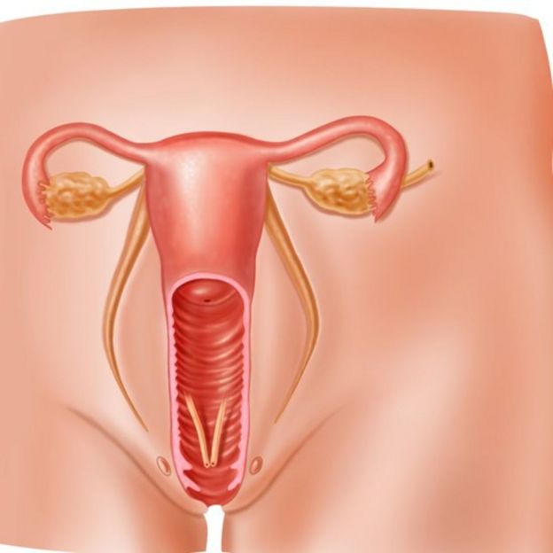 Aparelho reprodutor feminino