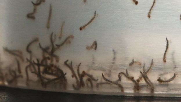 Mosquito larvae