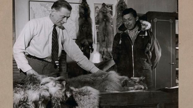 Cree veteran, James Sutherland, bringing furs to the Hudson's Bay Company post manager, Ron Duncan in Moose Factory Island, Ontario, January 1946