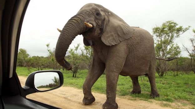 Kruger elephant