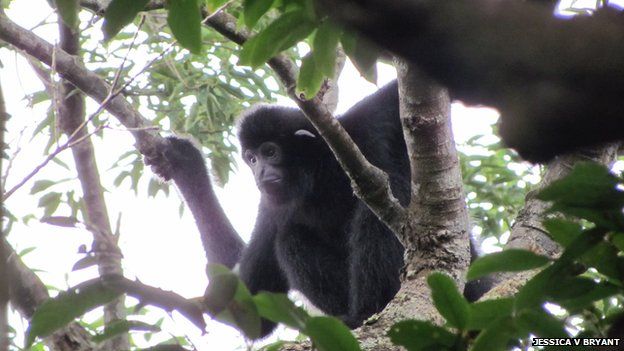 Hainan gibbon