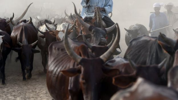 Cows are herded close to the village of Guite in Chad's lake region