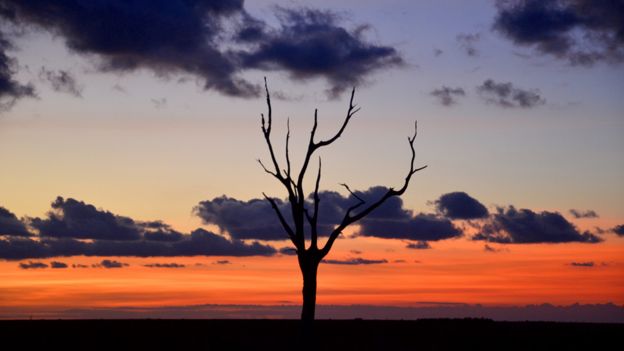 Skeleton tree at dusk