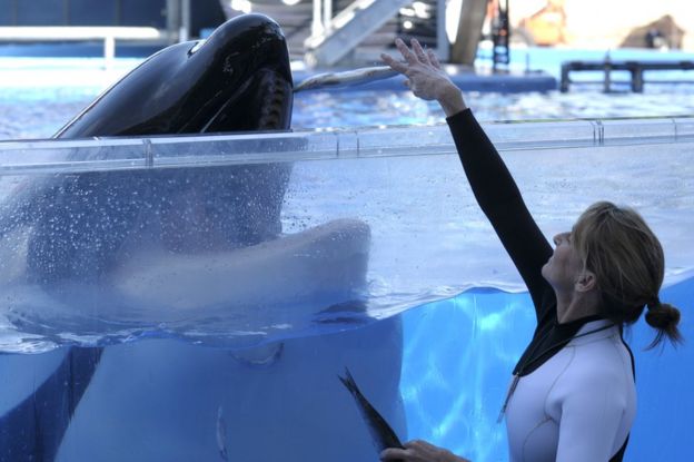 Kelly Flaherty Clark, la directora de entrenadores de animales de SeaWorld, con Tilikum en 2010.