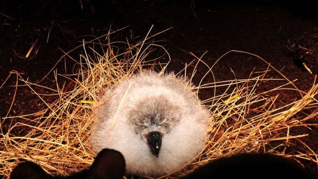 Tristan albatross chick
