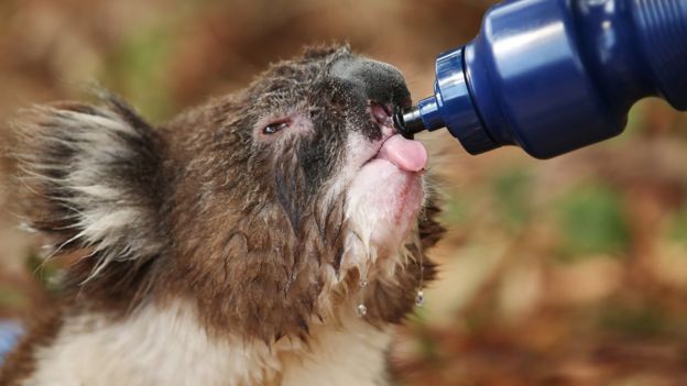 A heat-stressed koala is given water through a drink bottle amid sweltering conditions in Adelaide last summer