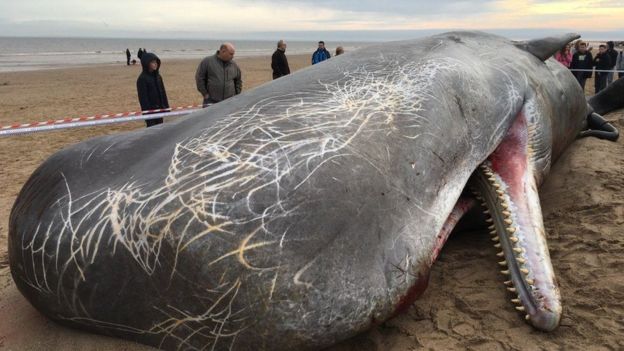 Carcaça de cachalote encontrada em Norfolk, na Inglaterra