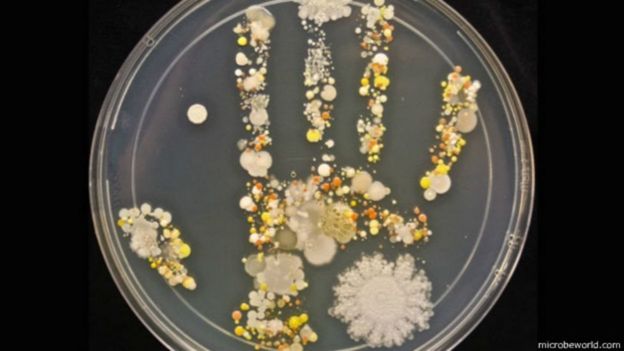 Bacteris de las manos