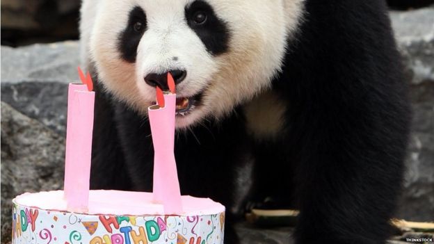 Panda birthday